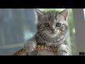 Cuteness overload  cats compilation  cats cute kittens furry purr purrfect pussy