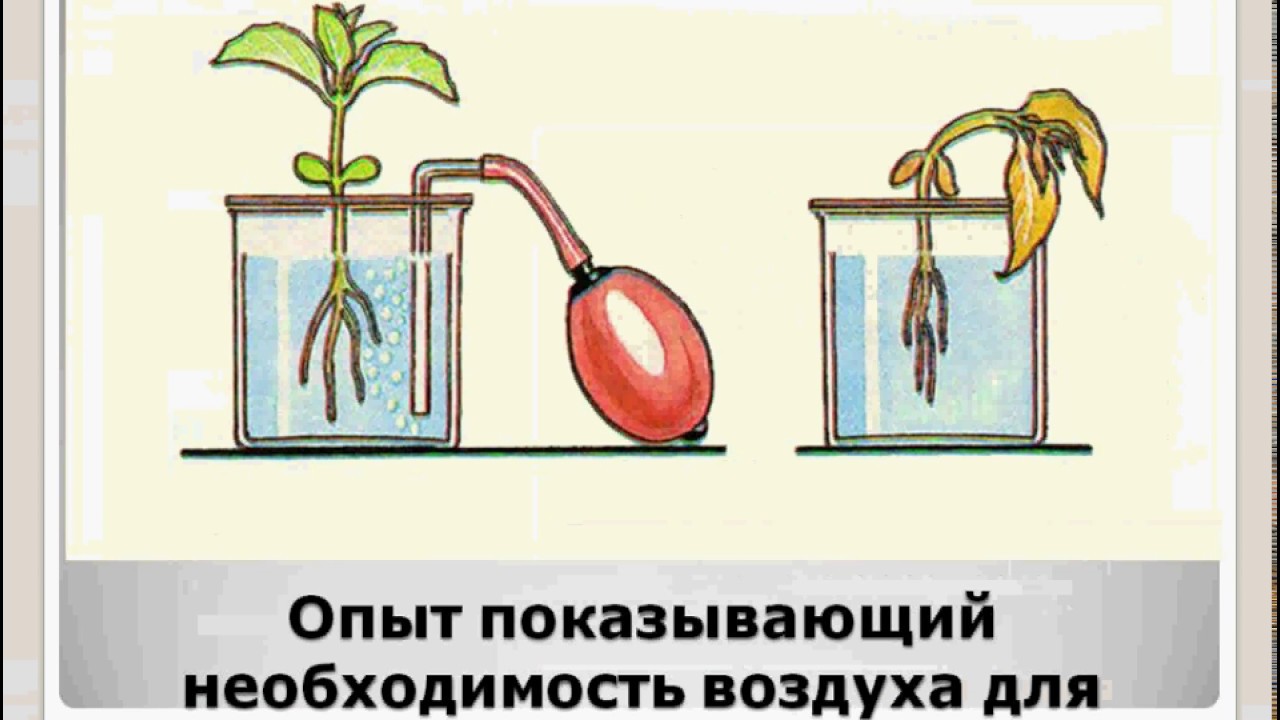 Опыт дыхание растений 6 класс. Опыты с растениями. Эксперименты с растениями по биологии.