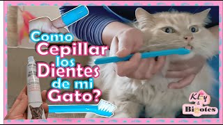 COMO CEPILLAR LOS DIENTES A MI GATO  paso a paso/ PORQUE CEPILLAR LOS DIENTES A MI GATO?