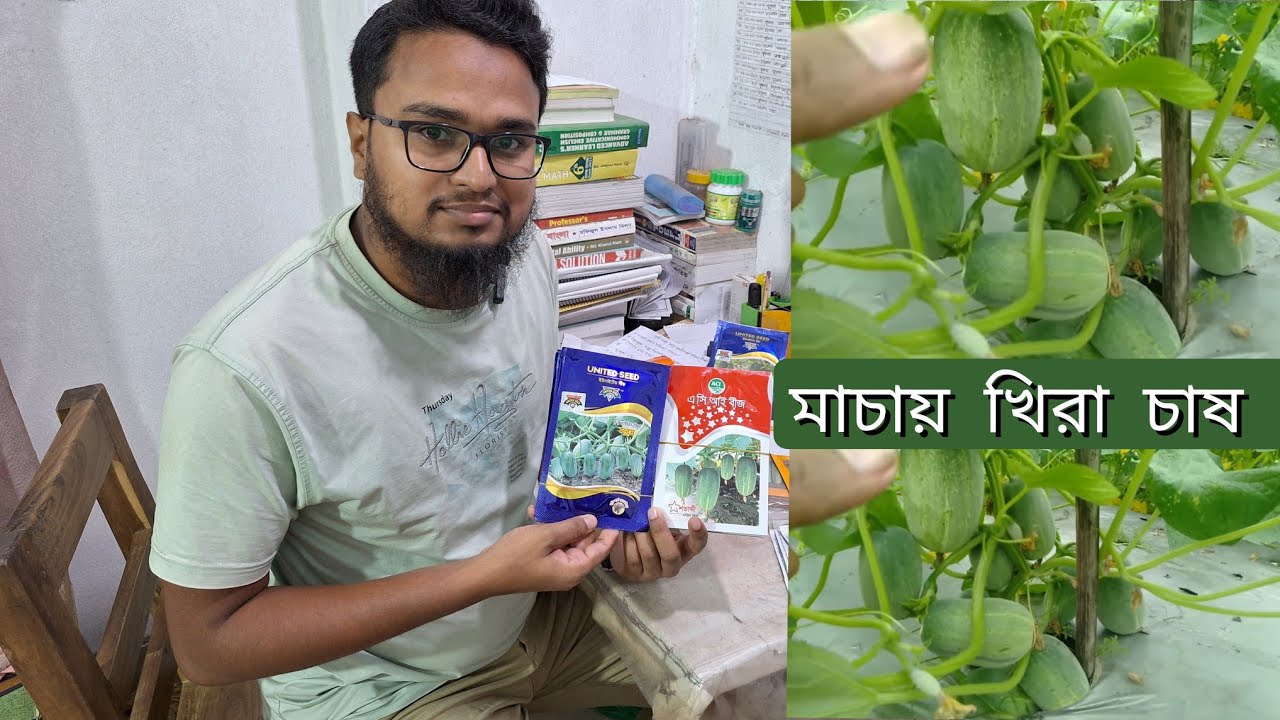 মাচায় খিরা চাষ করে ভালো ফলন পাওয়া যায়:01706369298