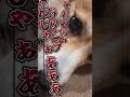ばあちゃんに誤解される2 #柴犬スティーブ
