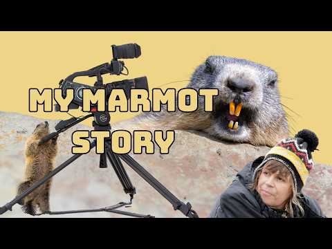 My marmot story - how i fell in love with the marmots!