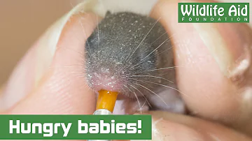 Feeding time for 4-day-old baby mice!