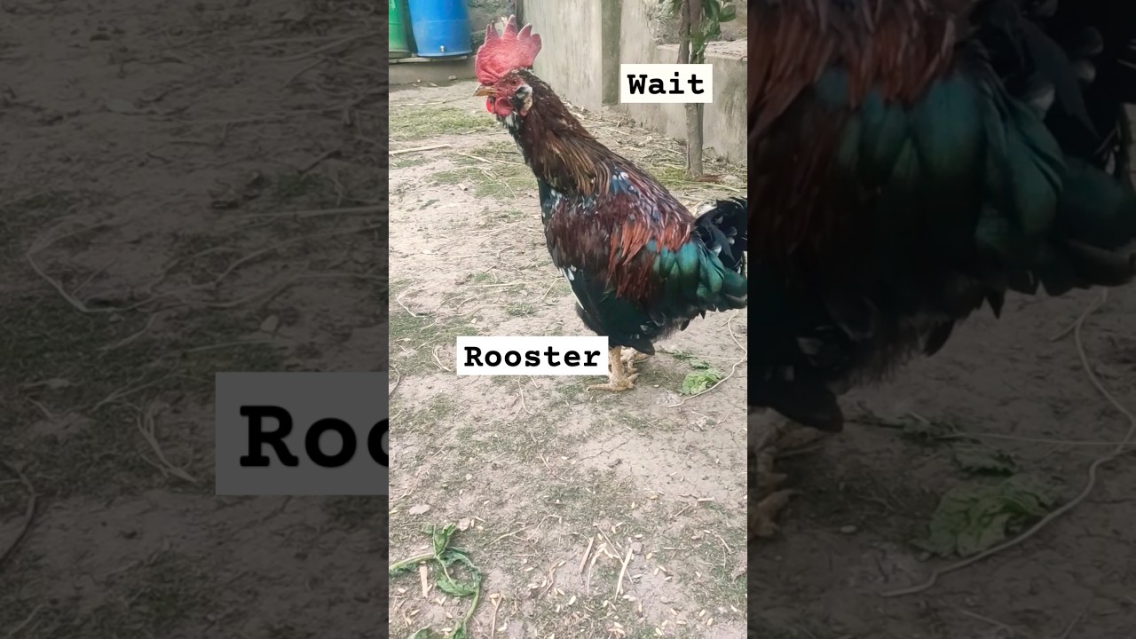 Rooster??