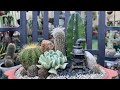 Echeveria Topsy Turvy  and Cacti Arrangement