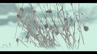 Goran Korceba I Grupa Vozd - Dolazi Zima - Video 2018 Hd