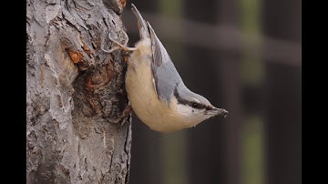 Wood nuthatch/Eurasian nuthatch (Sitta europaea) taking care of it
