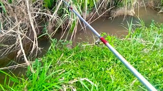 Vlog Memancing Ikan Bujahir Di Parit  sawah | Wild Fishing