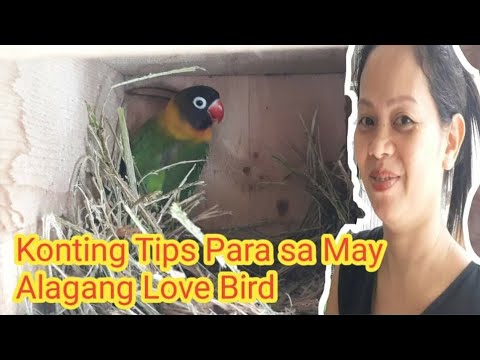 Paano gumawa ng Pugad ang Love Birds / How Birds Prepare for Nesting Materials