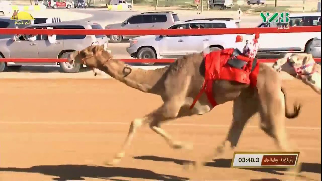 الشوط 2 (عجيب) لـ د سعيد محمد بالشرقي العامري , مهرجان السوان الثلاثاء 2019/12/24 السوان حقايق