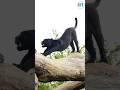 black panther life  #animals #shortvideo #facts #wildlife #viral