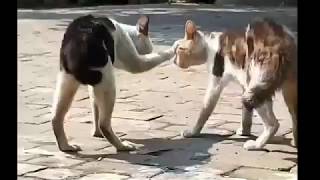 Kucing kesurupan |kucing brantem