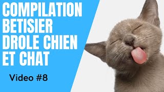 Dose D Humour Compilation Video Betisier Drole Chien Et Chat 8 Youtube Dose D Humour Compilation Video Betisier Drole Chien Et Chat 8 Youtube