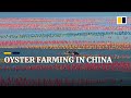 Chinese oyster farm comes up with unique way to track shellfish growth