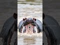 Rivers of Rage,Crocs vs.......