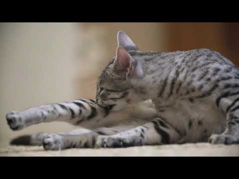 Vídeo: Com Es Van Criar Els Gats Sphynx