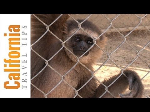 Gibbon Conservation Center - Santa Clarita | California Travel Tips