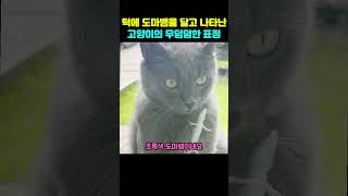 턱에 도마뱀을 달고 나타난 고양이의 무덤덤한 표정#shorts