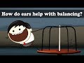 Balancing Act: The Role of the Ear in Maintaining Equilibrium