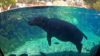 Fiona the Hippo~Cincinnati Zoo & Botanical Gardens~Animals~Incredible! Must See!