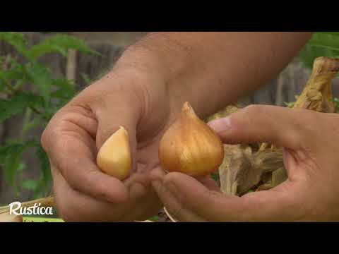 Vidéo: Déterrer une tulipe : comment conserver les bulbes