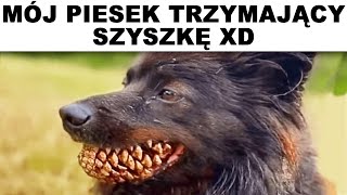 MEMY z Psami i Kotami 🤣 | Polskie memy 2023 | Memy po Polsku |