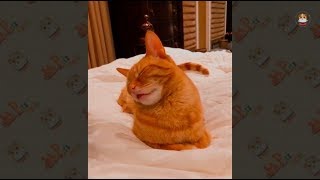 Funny Cats Video 2018 # 4 by Pet's world 1,814 views 5 years ago 4 minutes, 26 seconds