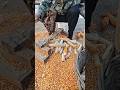 hand-cranking corn through a rusty sheller surrounded by piles of kernels