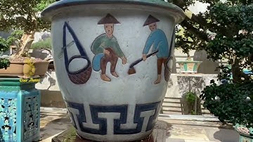 3 cây Bonsai Sam Núi dáng thác đổ quá đỉnh|Quả Thơm TV