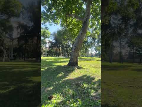 ganda ng view#park