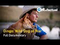 Dingo wild dog at war  full documentary