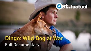 Dingo: Wild Dog at War  Full Documentary