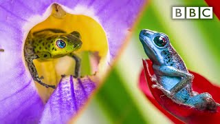 This frog gets into a fight like no other 💪🐸  BBC