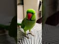 parrot talking 🦜 l Green parrot #shortsfeed #shortvideo #shorts #parrot #parrottalking #birds
