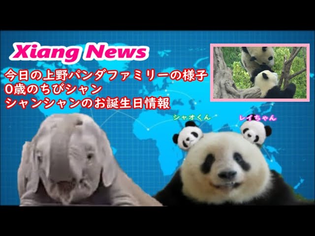Xiang News】シャンシャンのお誕生日関連情報＆今日の上野パンダ