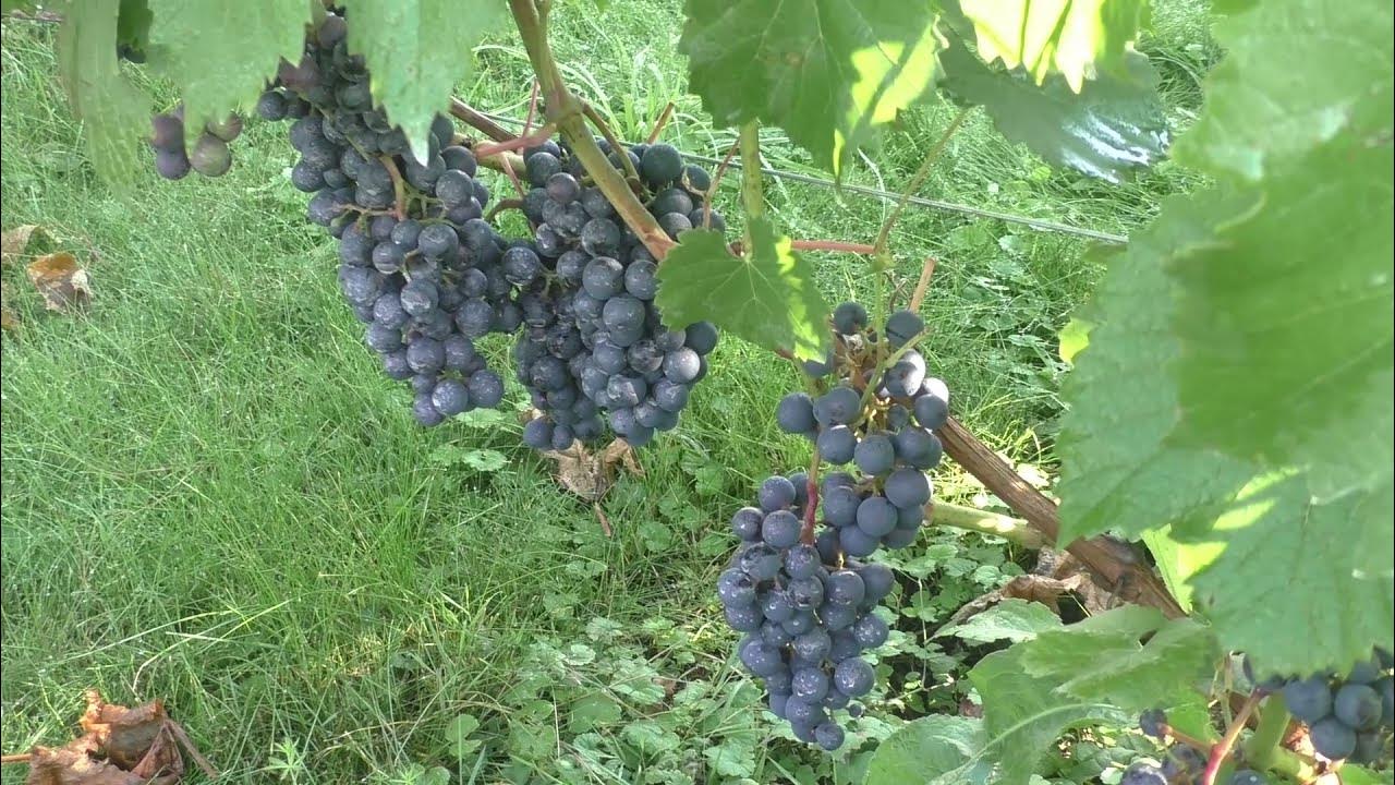 Минский виноградный. Универсальные сорта винограда. Виноград в Минске.