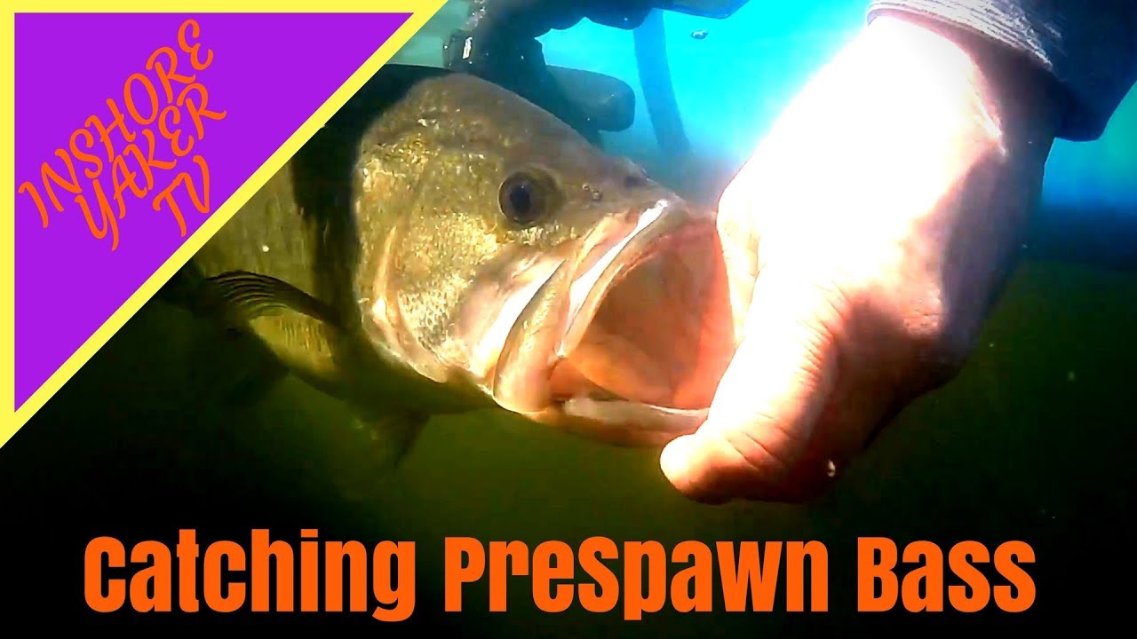 KAYAK FISHING Prespawn Bass On Briery Creek Lake Virginia Part 2