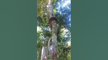 😲😱Spectacle of python climbing tree