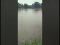 Warga Panen Raya Ikan "MABOK" #shorts