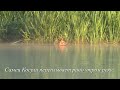 Самец Косули переплывает реку Ока