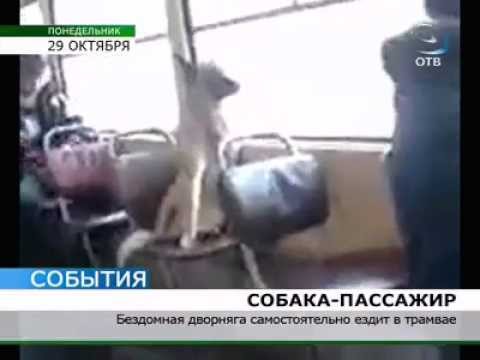 Собака ездит в трамвае Екатеринбурга - ЯПлакалъ