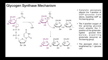 Glycogen Synthase Mechanism