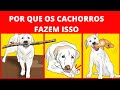 5 Comportamentos Estranhos de Cachorro Explicados