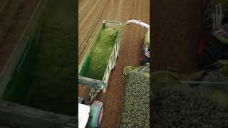 Satisfying harvest of silage feed for cows | Subscribe 💥 #shorts #silage #harvesting