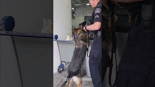 Chicago PD K9 now with LAX airport police in action