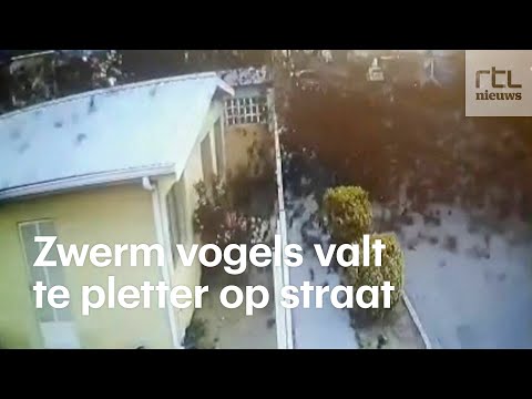 Video: Botsen vogels ooit in de lucht?