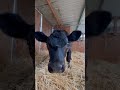 Curious baby cow #adorable #cow #farm #moo #qutybopa #cute #animals