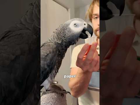 Vídeo: Um conure sombrio como um pássaro de estimação: um papagaio carinhoso e inteligente