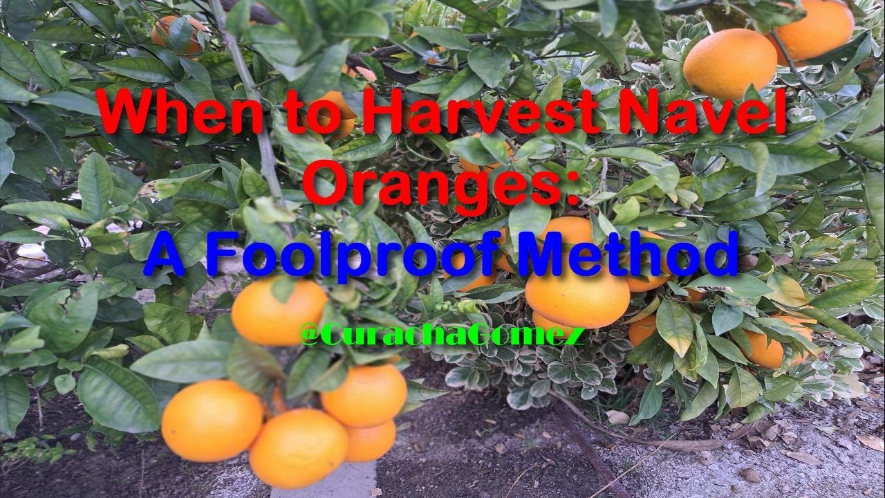 When to Harvest Navel Oranges A Foolproof Method CurachaGomez YouTube