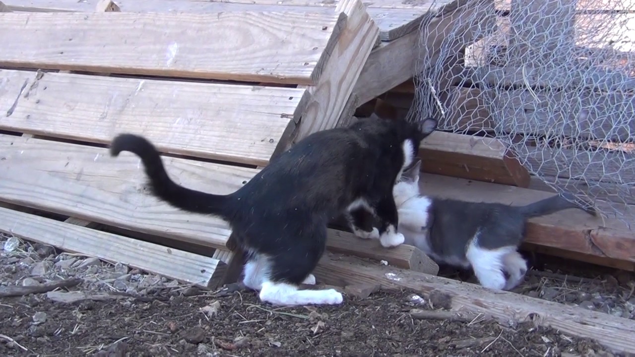 Brutal Cat Fight!